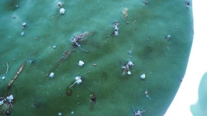 Grana cochinilla  – the Cochineal bug