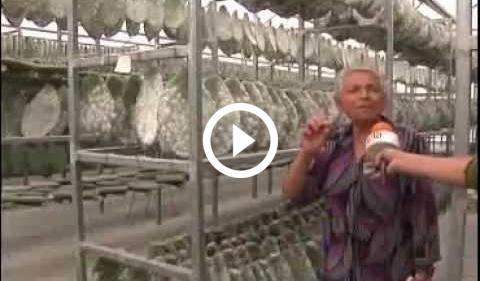 Como hacer grana cochinilla